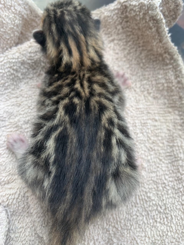 brown bengal kitten