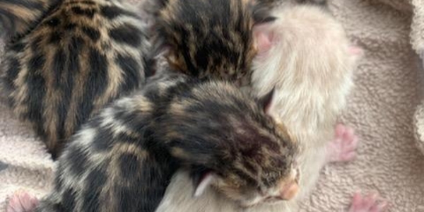 day old kittens